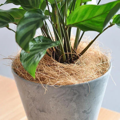 Natural Coconut Husk Fiber Orchids Crafts, Pet Bedding, Insect-Proof, Protect Plants, Maintain Soil Temperature 200g